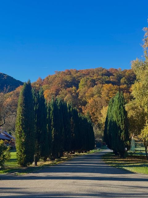 Pensiunea Florina – fotografia 11